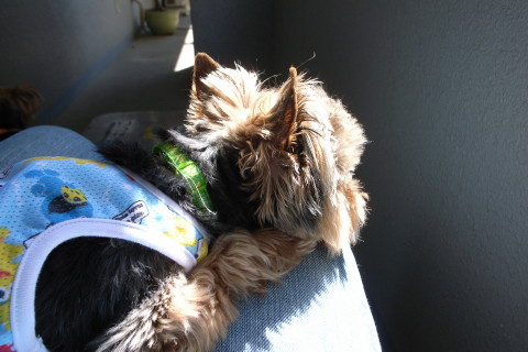 キョロのお気に入り