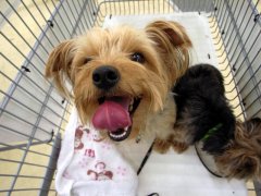 キョロはどこ？