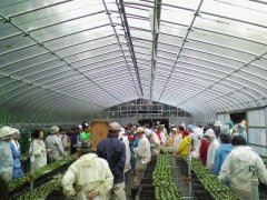 ビニールハウスの中