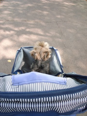 キョロ様のお通りだ～