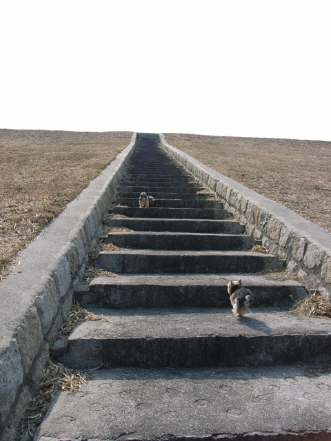 おきにいりの階段