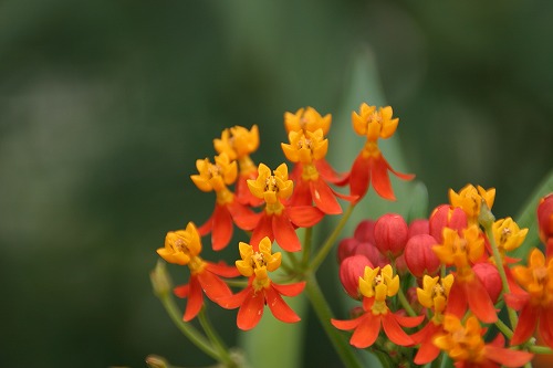 アスクレピアス