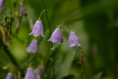 ツリガネニンジン