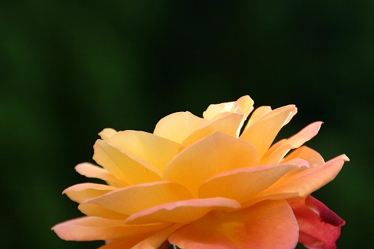 蜻蛉池バラ園にて