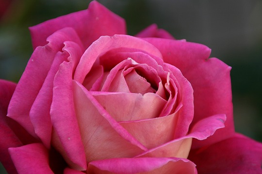 蜻蛉池バラ園にて