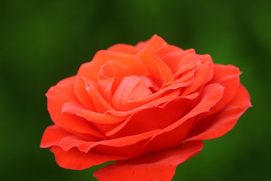 蜻蛉池バラ園にて