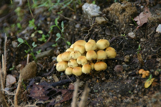 うまそうなキノコ