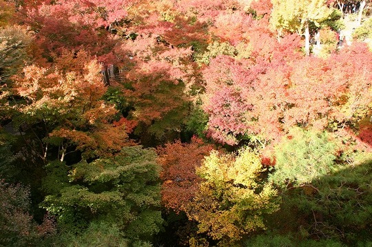 東福寺通天橋より見下ろして