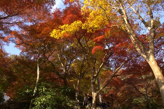 木の下は人がいっぱい