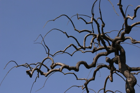 シダレエンジュ