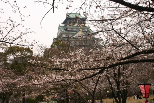 大阪城の桜