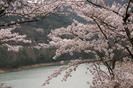 永楽ダムの桜