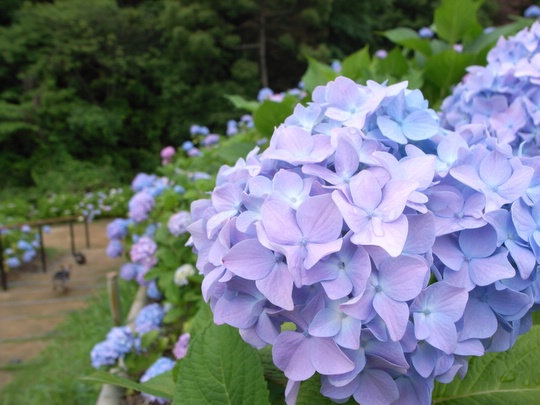 紫陽花園