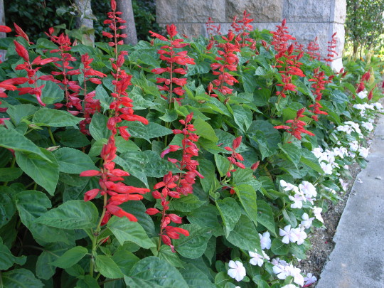 マンション前植え込み