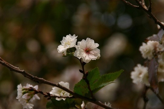 ほんまに桜です。