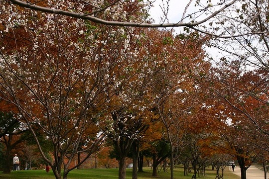 ひょっとして桜？