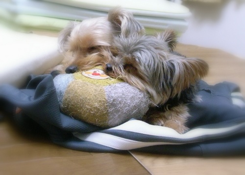 キョロ＆みかん