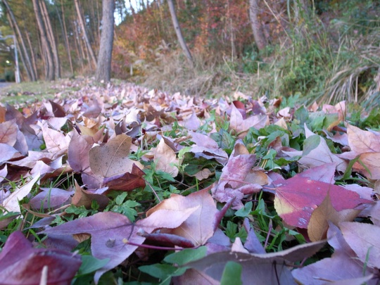 落ち葉