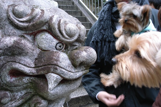 狛犬とにらめっこ