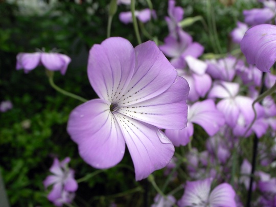 アグロステンマ